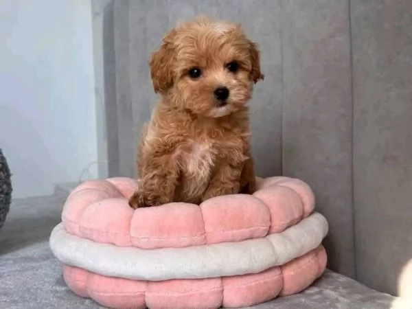 2Cuccioli di barboncino Regalo