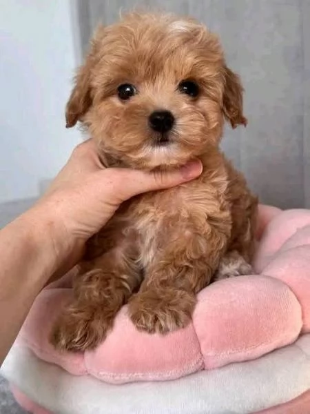 Regalo Cuccioli di barboncino