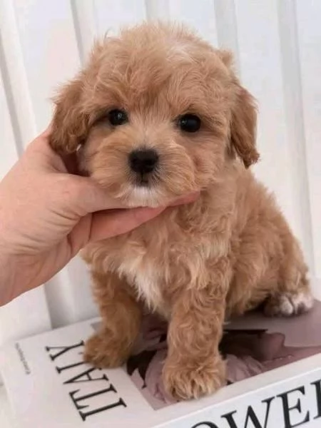 Regalo Cuccioli di barboncino cane sani