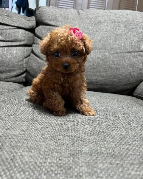 Regalo splendidi cuccioli di barboncino
