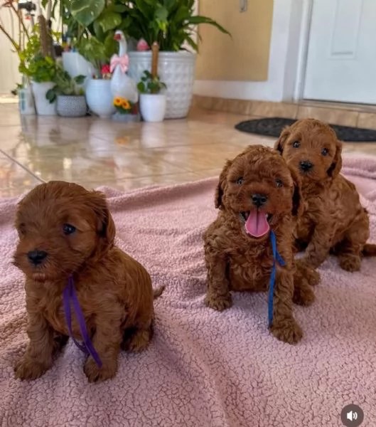 Regalo Barboncino Cuccioli di barboncino allevati in casa