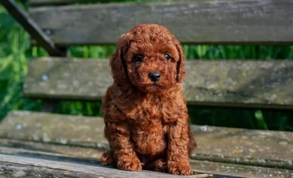 Regalo Cuccioli di barboncino sani