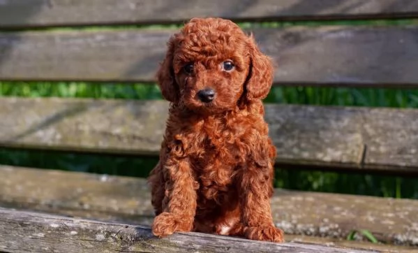 Regalo Adorabili cuccioli di barboncino