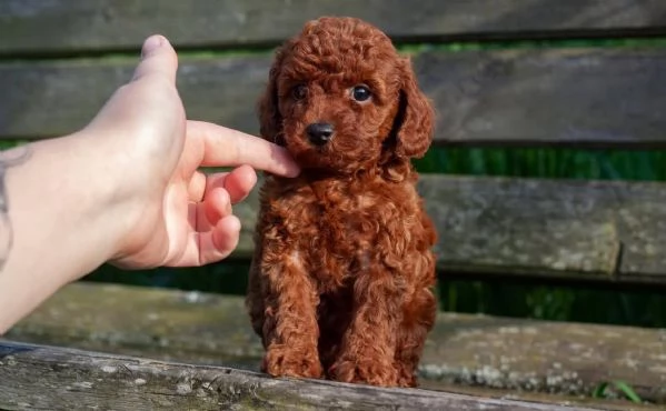 Regalo Cuccioli di barboncino super carini