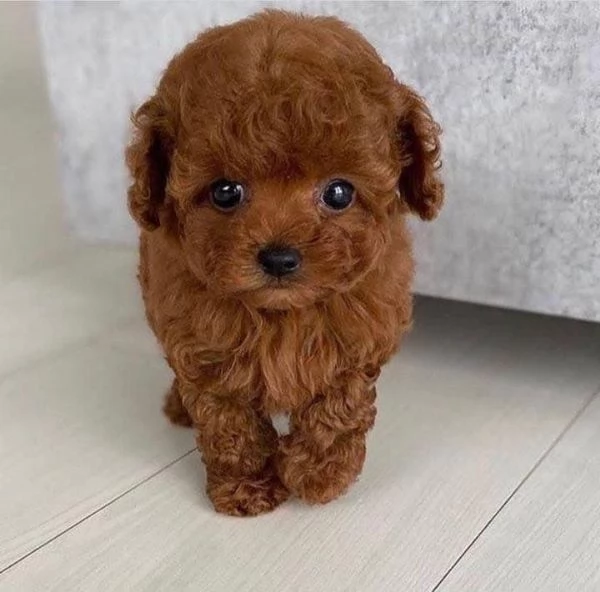 Regalo Bellissimi cuccioli di Barboncino
