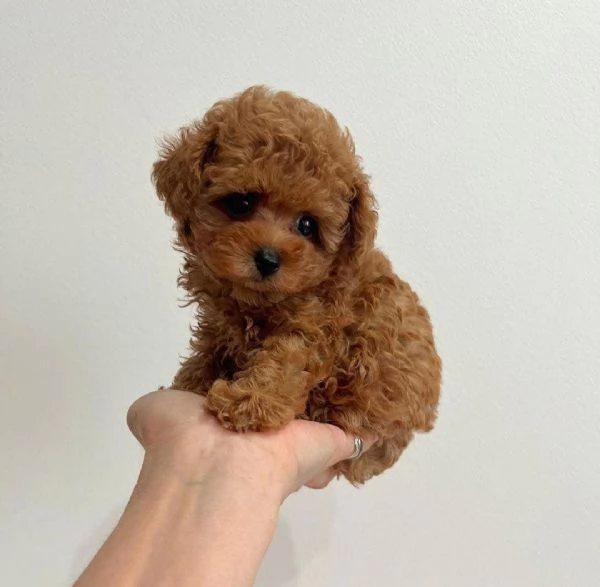 Regalo Adorabili cuccioli di barboncino