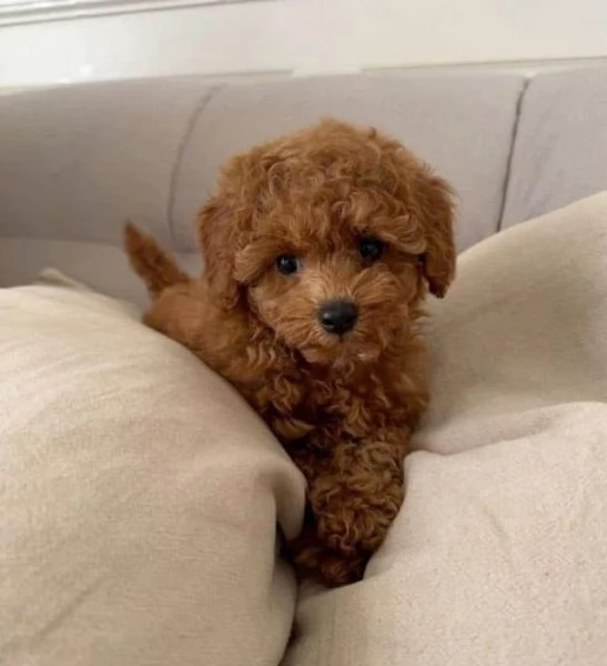 Regalo Bellissimi cuccioli di barboncino