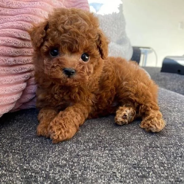 Regalo Eccellenti cuccioli di barboncino per case amorevoli