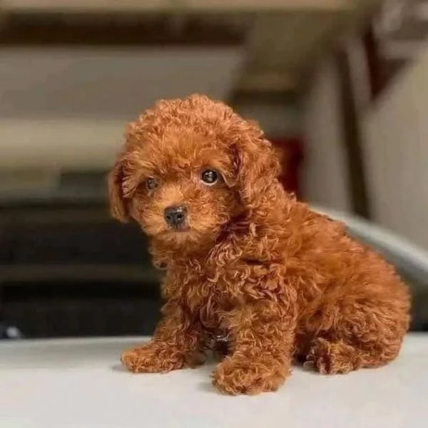 Regalo Cuccioli di barboncino