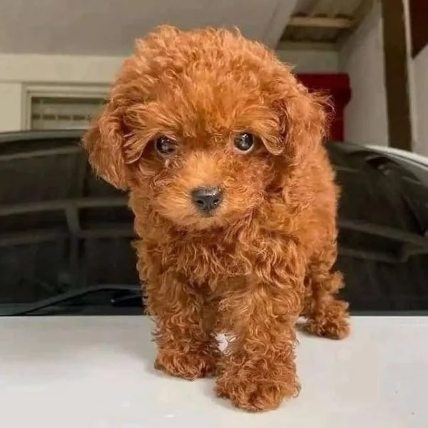 Regalo Cuccioli giocattolo Barboncino