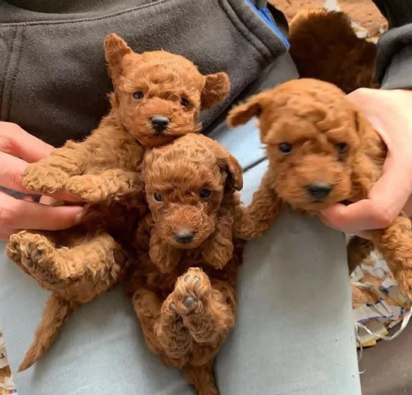 Regalo eccezionale cuccioli di Barboncino