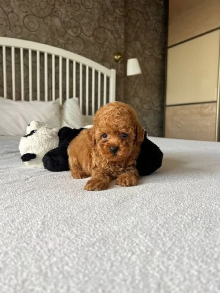 Regalo Cuccioli di barboncino super carini