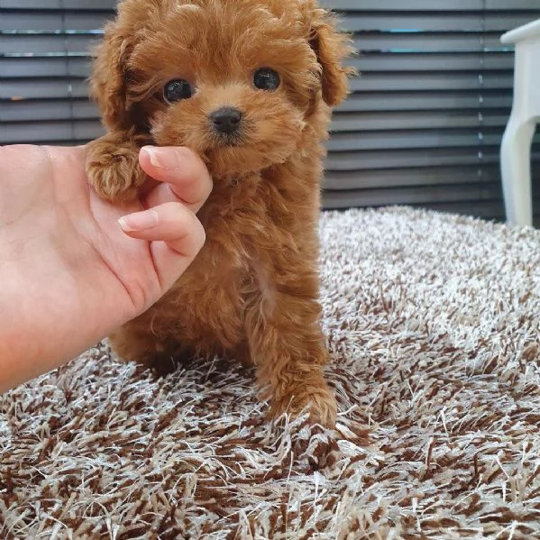 Regalo Cuccioli di barboncino di razza