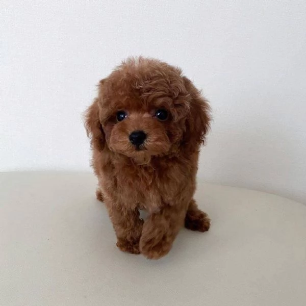 Regalo Carini cuccioli di barboncino da adottare