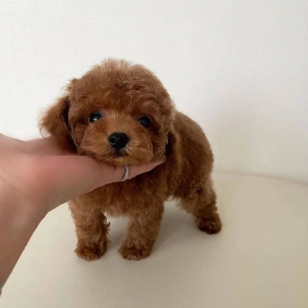 Regalo Splendidi cuccioli di barboncino