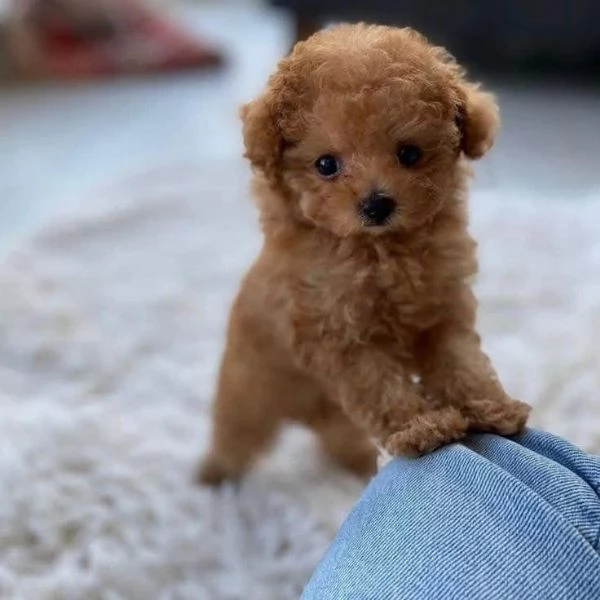 Regalo Cuccioli di barboncino sani e pronti a partire