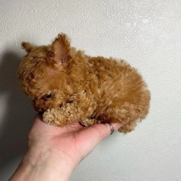 Regalo Adorabili cuccioli di barboncino