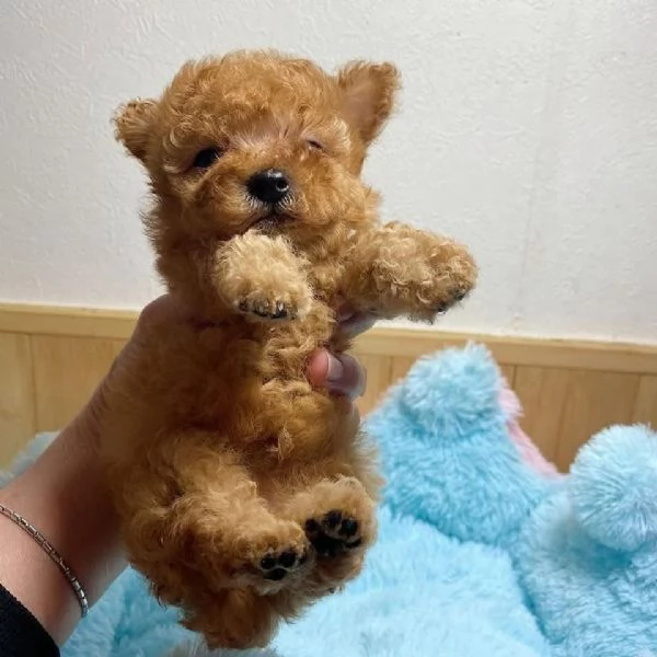 Regalo Cuccioli di barboncino di razza registrati