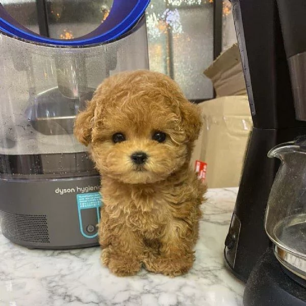 Regalo Cuccioli di barboncino sani disponibili
