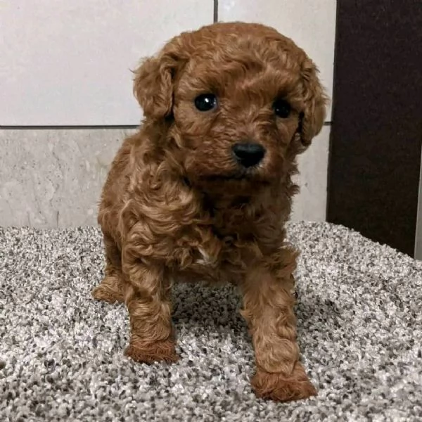 Regalo  Cuccioli di barboncino 1 maschio e 1 femmina