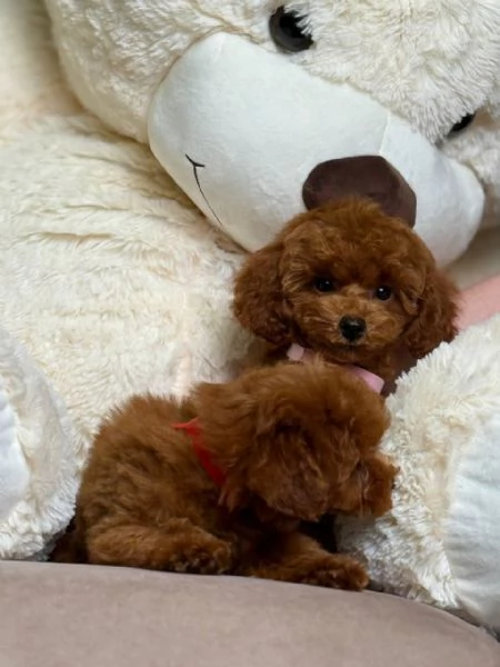 Regalo Bellissimi cuccioli di barboncino toy
