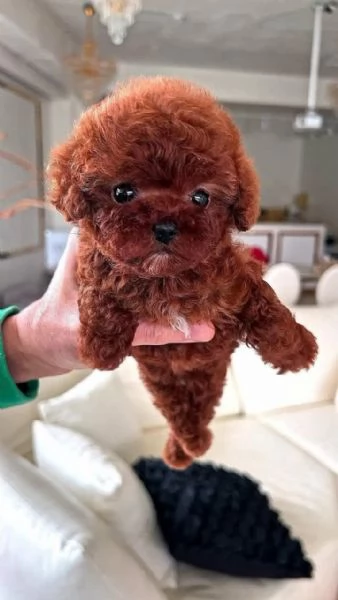 Regalo Cuccioli di mini barboncino
