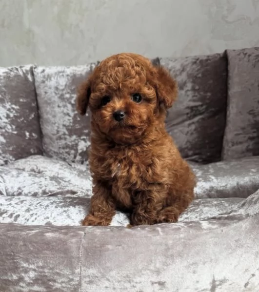 Regalo Cuccioli di barboncino di razza