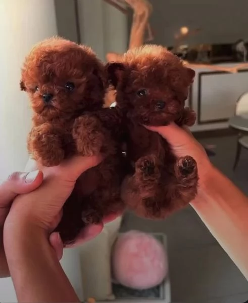 Regalo cuccioli di barboncino allevati in casa