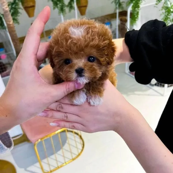 Regalo Cuccioli di barboncino di razza pura