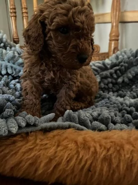 Regalo Pronti i cuccioli di barboncino in miniatura