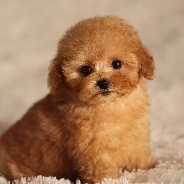 Regalo maschio e femmina cuccioli di barboncino Toy