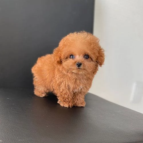 Regalo Cuccioli di barboncino