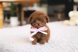 Regalo Cuccioli di barboncino in cerca di buone case