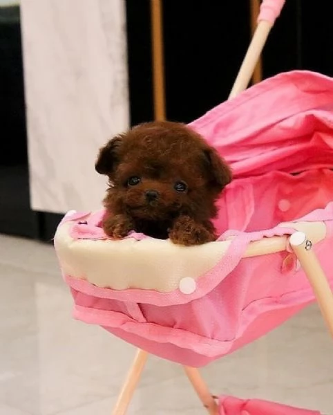 Regalo Cuccioli di barboncino registrati