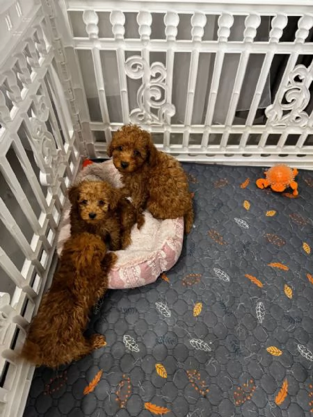  Cuccioli di barboncino registrati