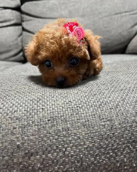  Cuccioli di barboncino di razza registrati