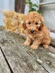  Cuccioli maschi e femmine