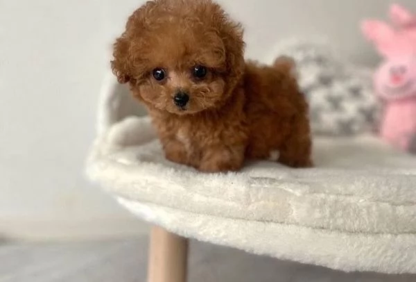  cuccioli di barboncino allevati in casa