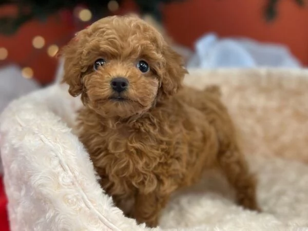  Cuccioli di barboncino di razza registrati