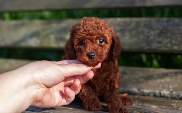  Cuccioli di barboncino sani