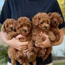  Splendidi cuccioli di barboncino In adozione