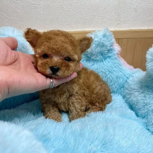  Barboncino Cuccioli di barboncino allevati in casa