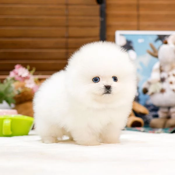 Adorabili cuccioli di Pomerania in adozione | Foto 0