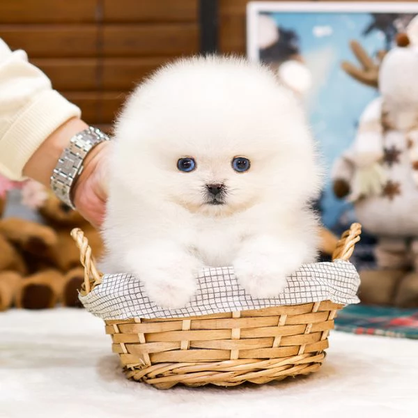 Adorabili cuccioli di Pomerania in adozione