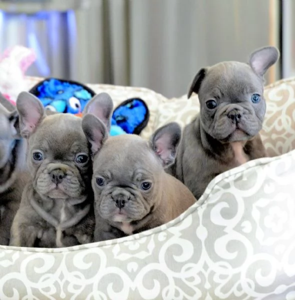 Cucciolo di Bulldog Francese in Adozione