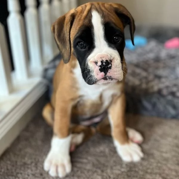 Cuccioli di Boxer in adozione | Foto 1
