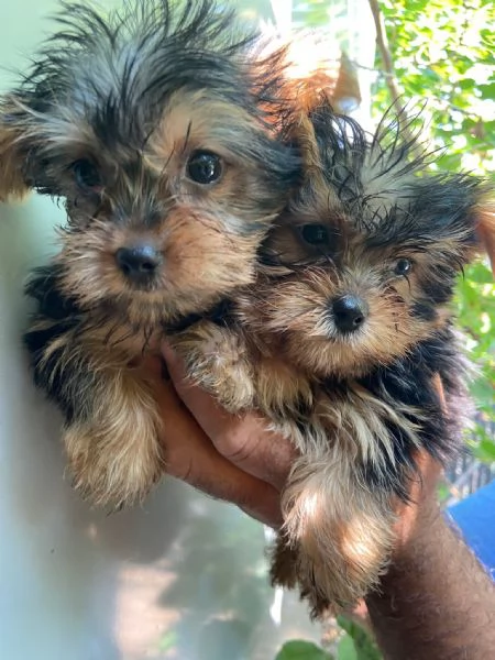 Cuccioli yorshire 