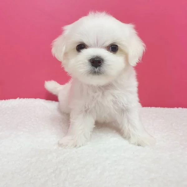Regalo Cuccioli di maltese  super carini