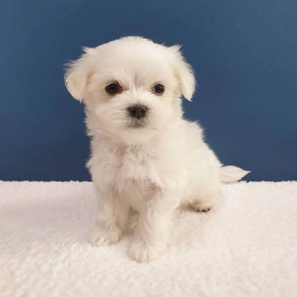 Regalo Cuccioli di Maltese toy 