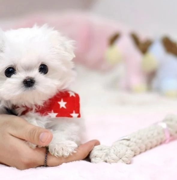Regalo Bellissimi cuccioli di Maltese